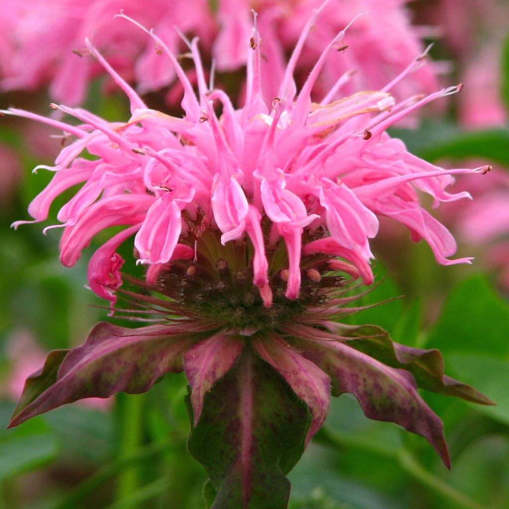 Monarda didyma Croftway Pink - Beebalm