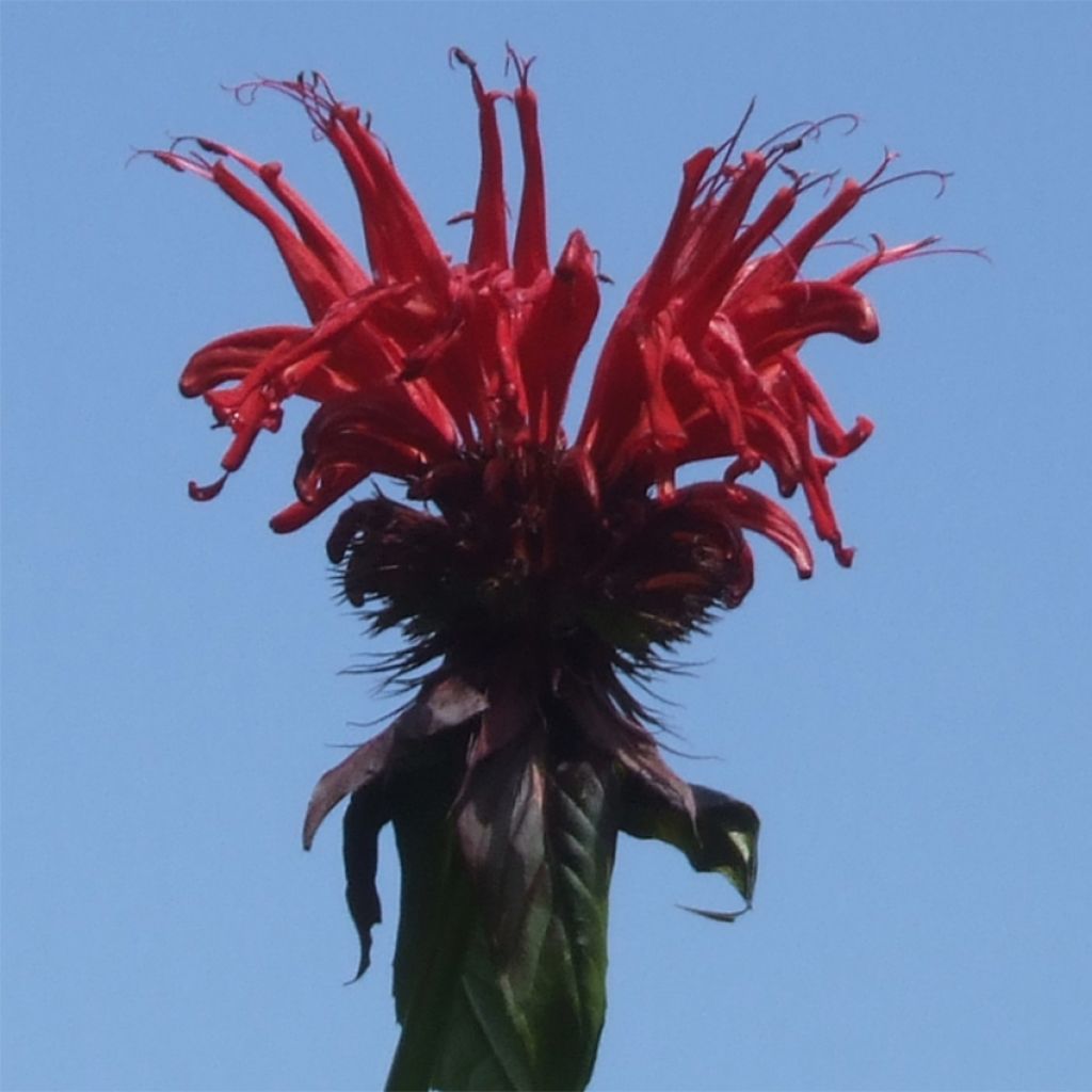 Monarda Jacob Cline - Beebalm