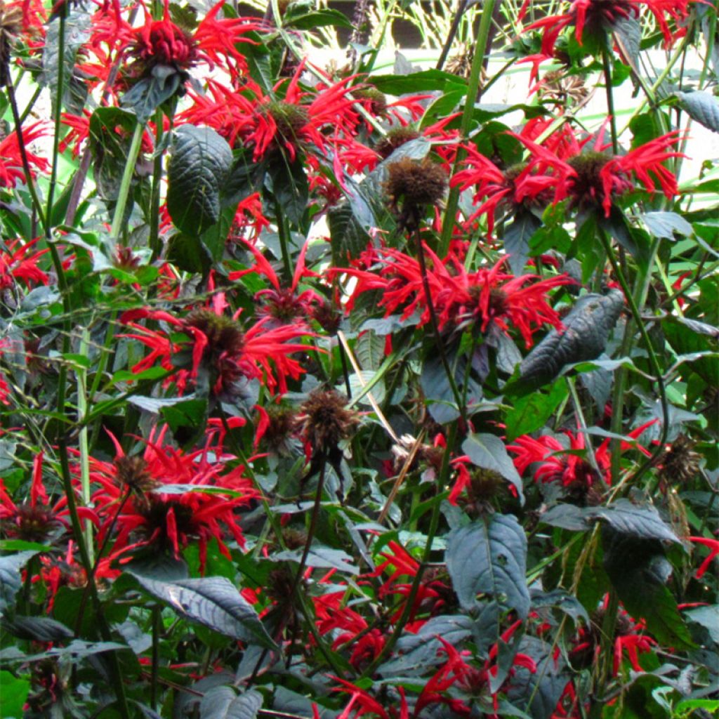 Monarda Jacob Cline - Beebalm