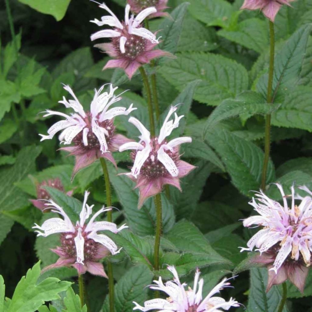 Monarda bradburiana - Beebalm