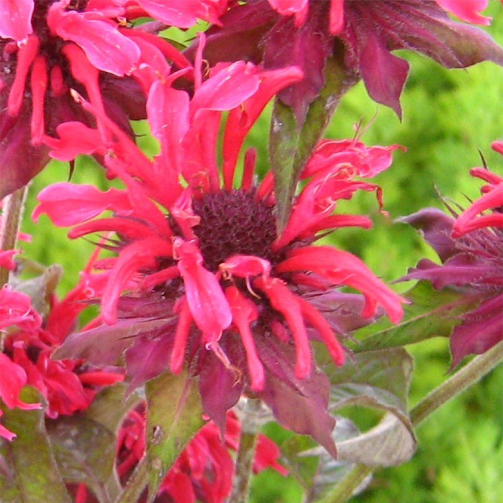 Monarda Feuerschopf - Beebalm