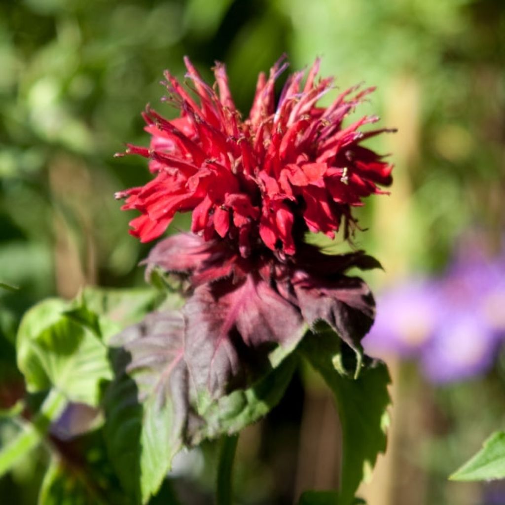 Monarda Fireball - Beebalm