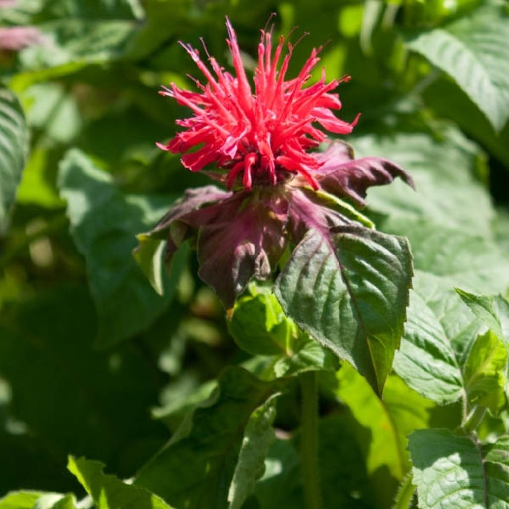 Monarda Fireball - Beebalm