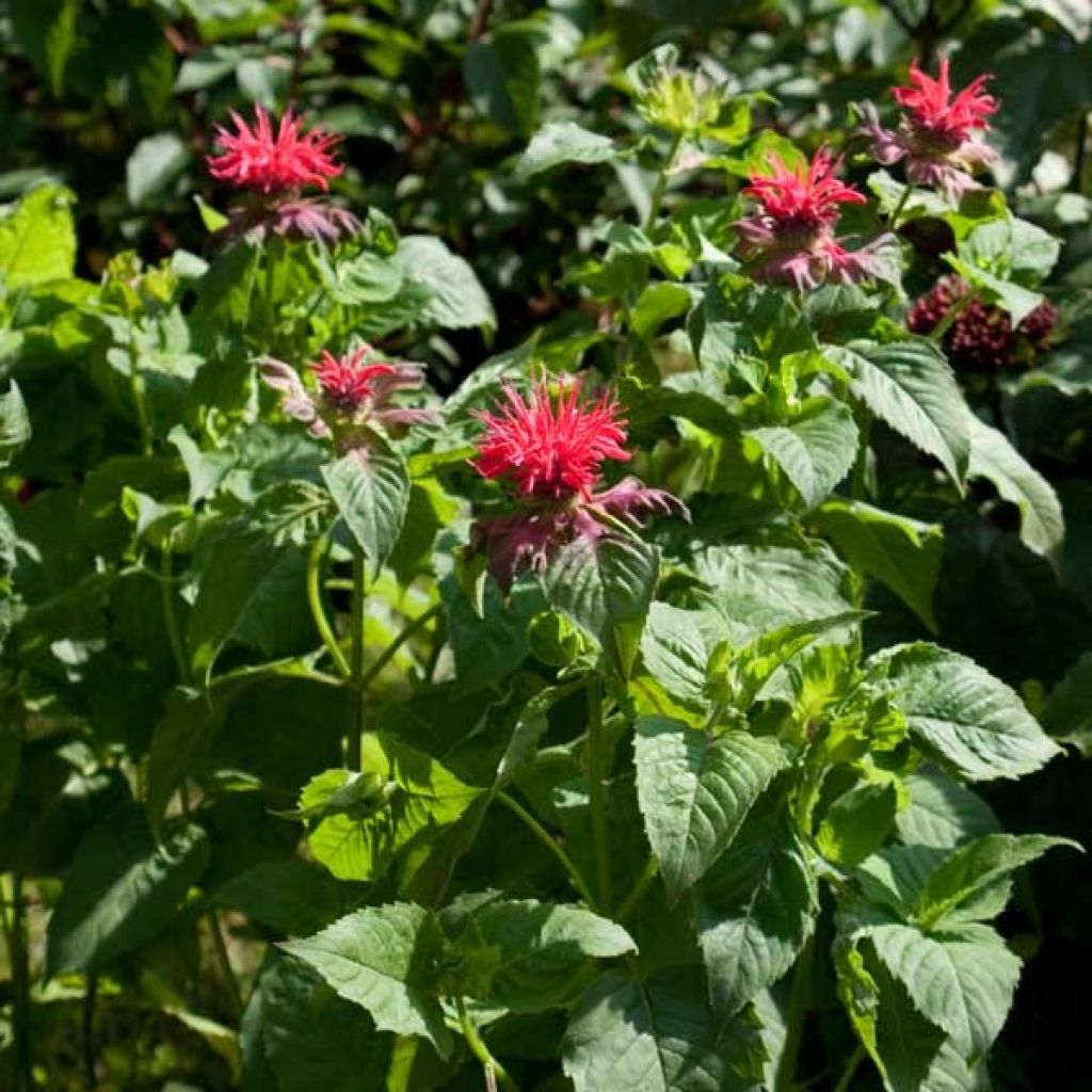 Monarda Fireball - Beebalm
