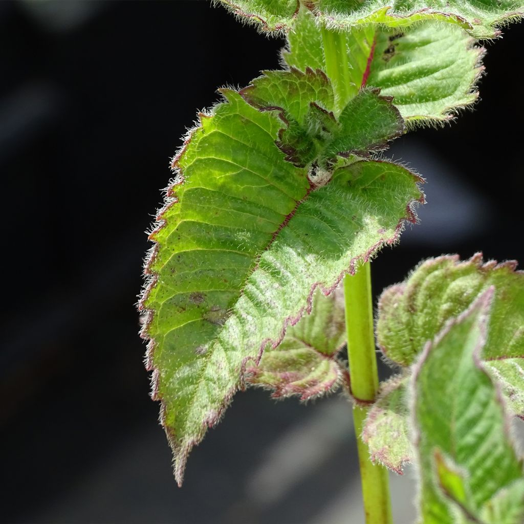 Monarda Fireball - Beebalm