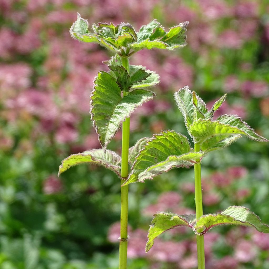 Monarda Fireball - Beebalm