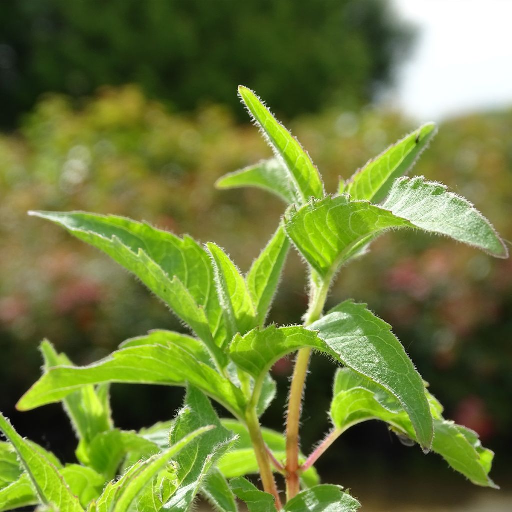 Monarda Heidelerche - Beebalm