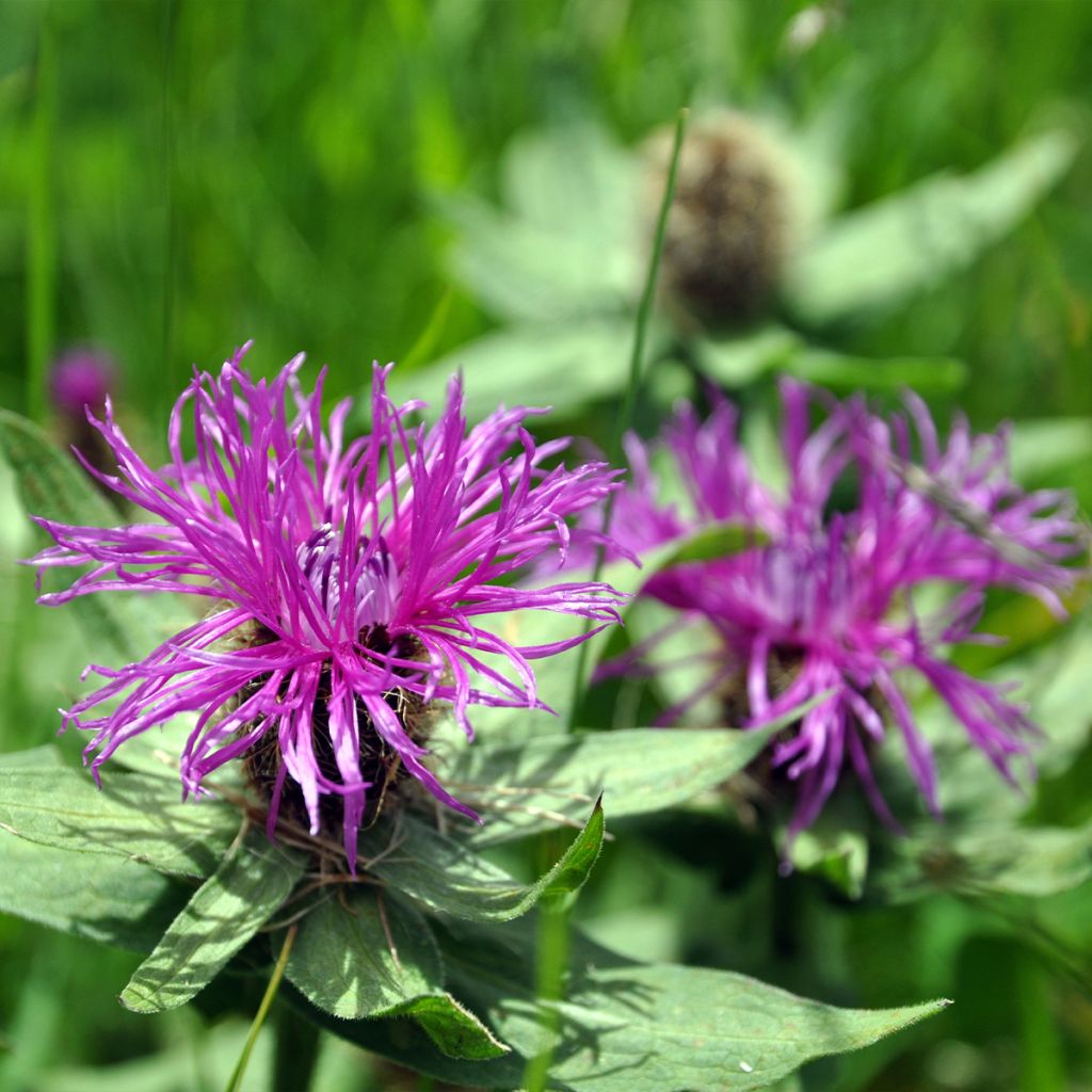 Monarda Prärienacht - Beebalm
