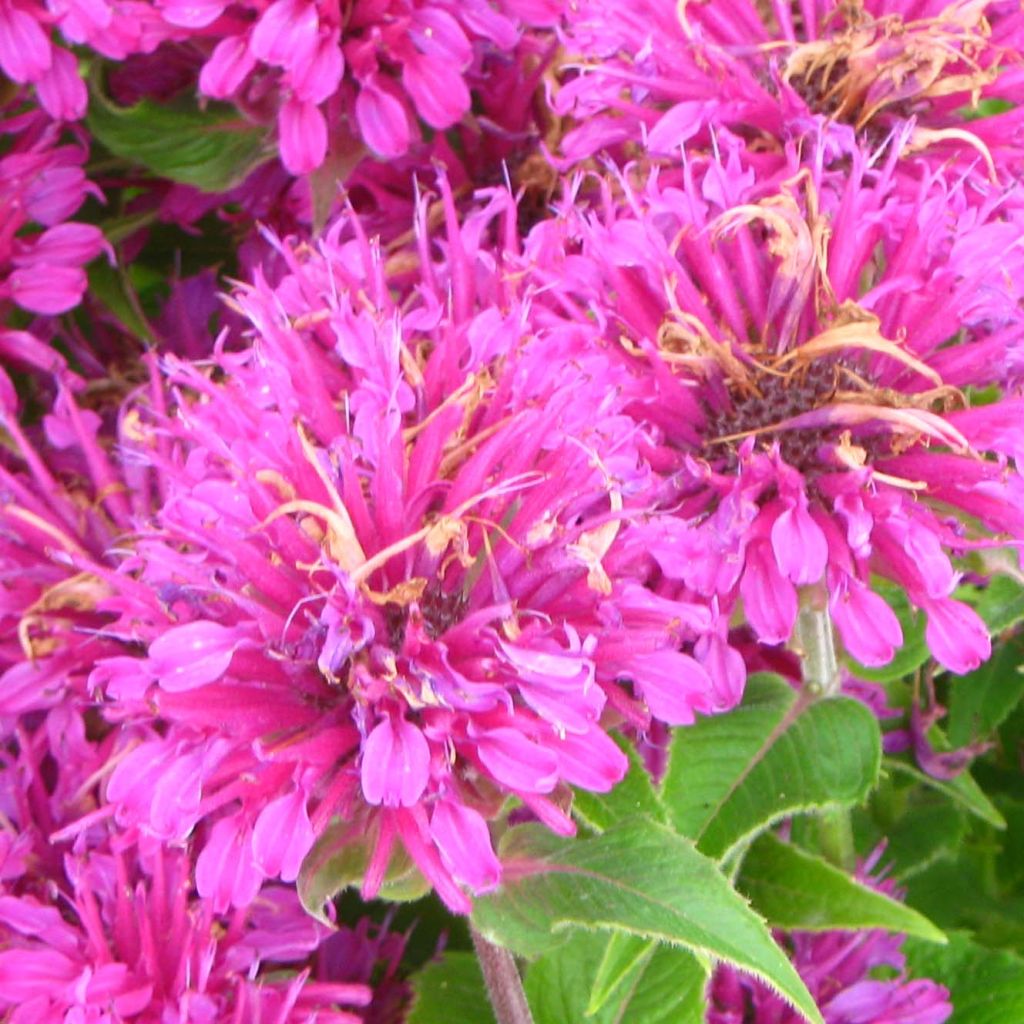 Monarda Purple Lace - Beebalm