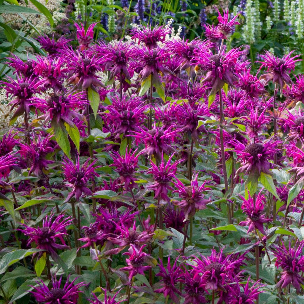 Monarda fistulosa Scorpion - Beebalm