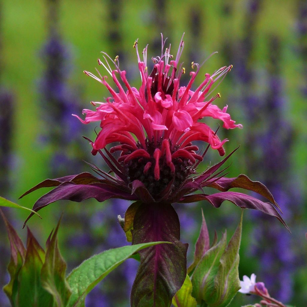 Monarda fistulosa Scorpion - Beebalm