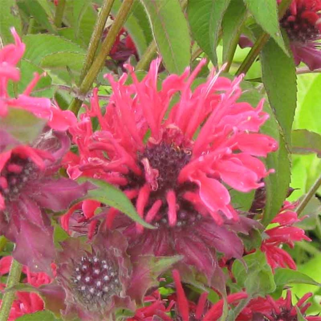 Monarda Gewitterwolke - Beebalm