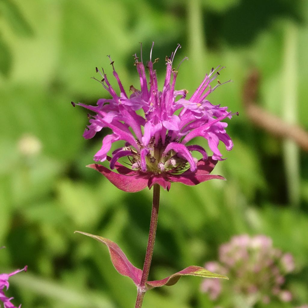 Monarda fistulosa var. menthifolia - Beebalm