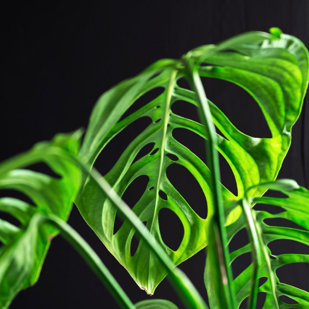 Monstera obliqua