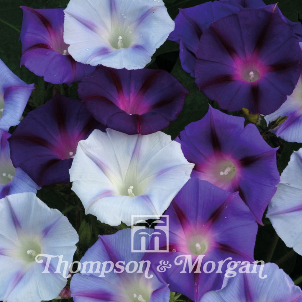 Ipomoea purpurea - Morning Glory Hazelwood Blues Seeds