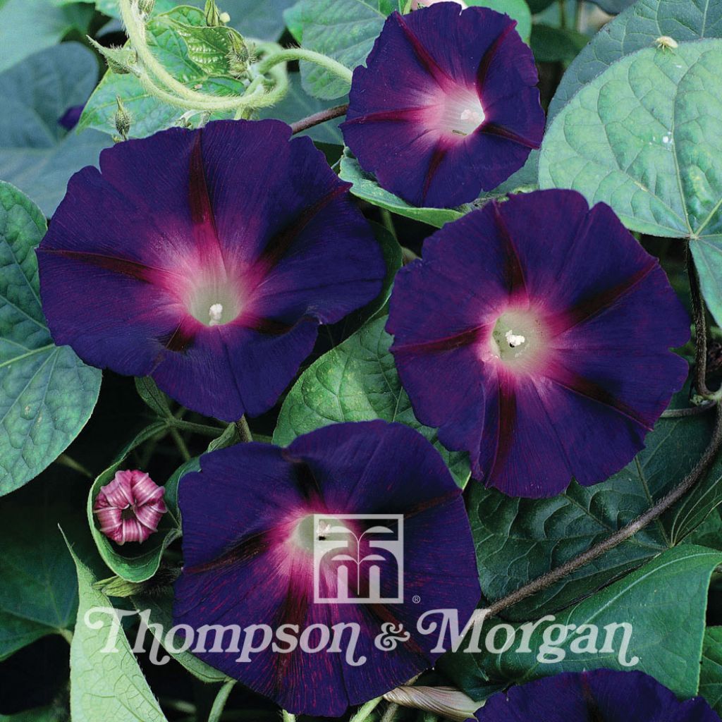 Ipomoea purpurea Star of Yelta - Morning Glory seeds