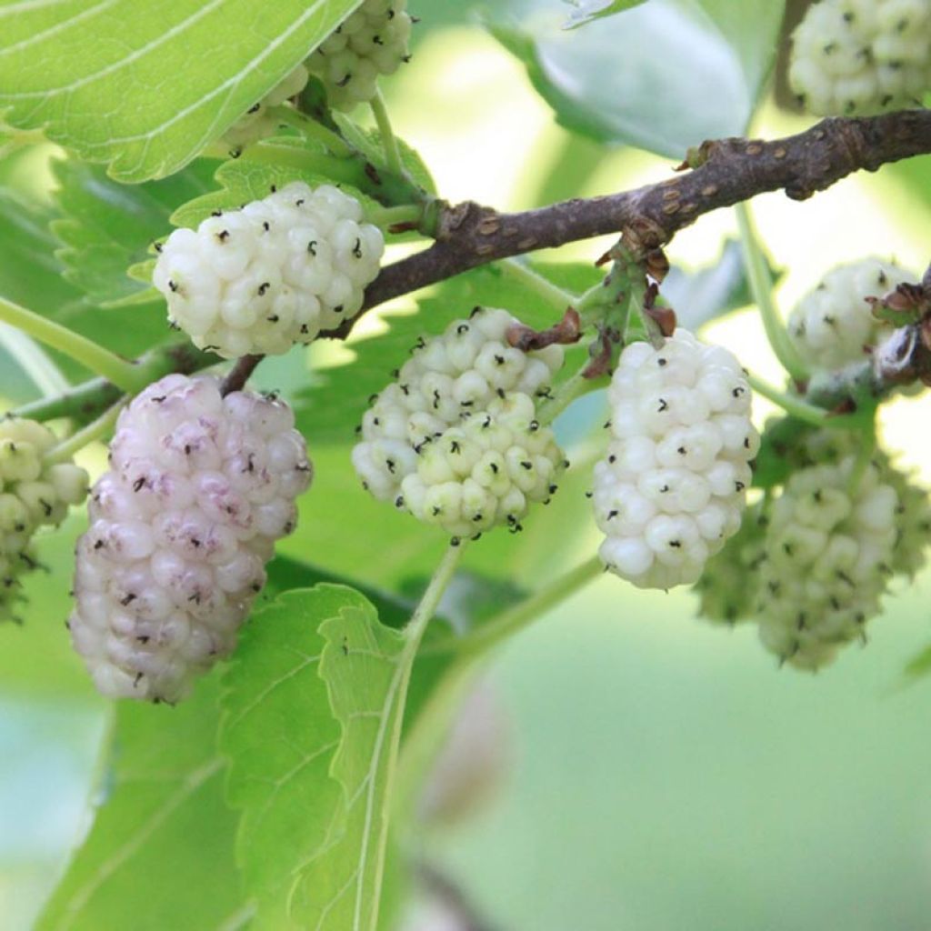 Morus alba - Mullberry