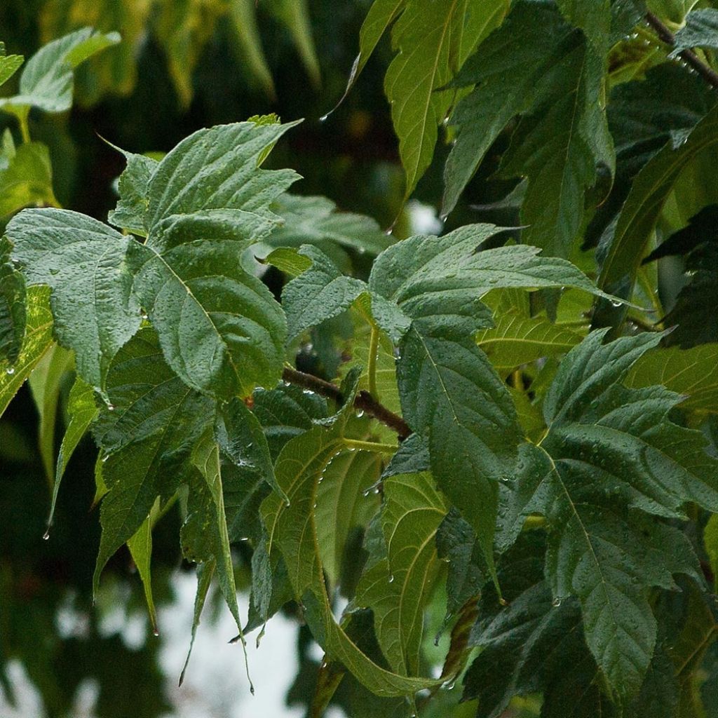 Morus alba Fruitless - Mullberry