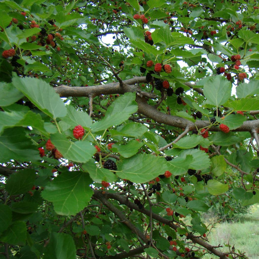 Morus nigra - Mullberry