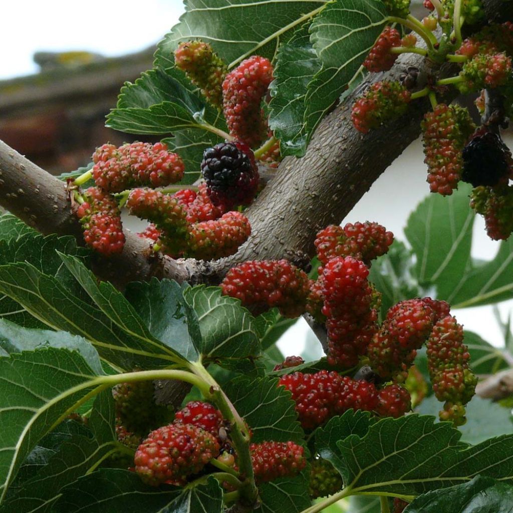 Morus nigra - Mullberry