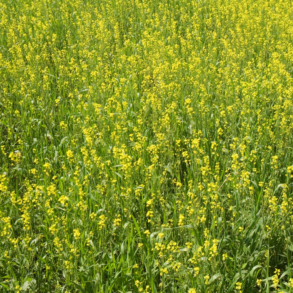 Organic White Mustard seeds, Green Manure