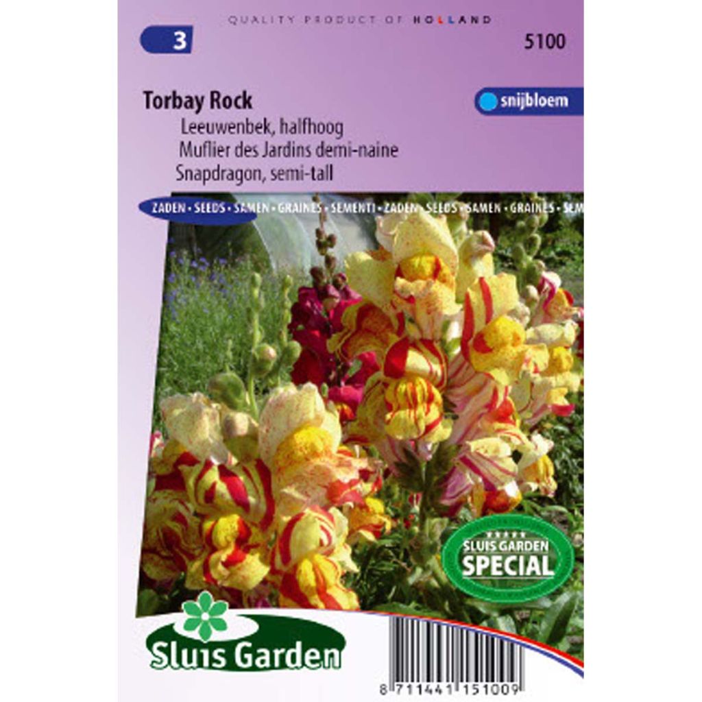 Semi-tall Snapdragon Torbay Rock Seeds - Antirrhinum nanum