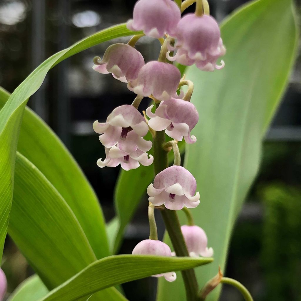 Convallaria majalis var. rosea - Lily of the Valley