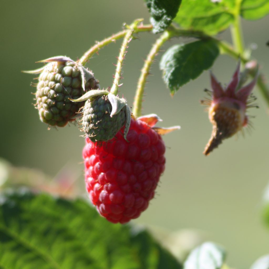 Thornless Loganberry - Raspberry-Blackberry