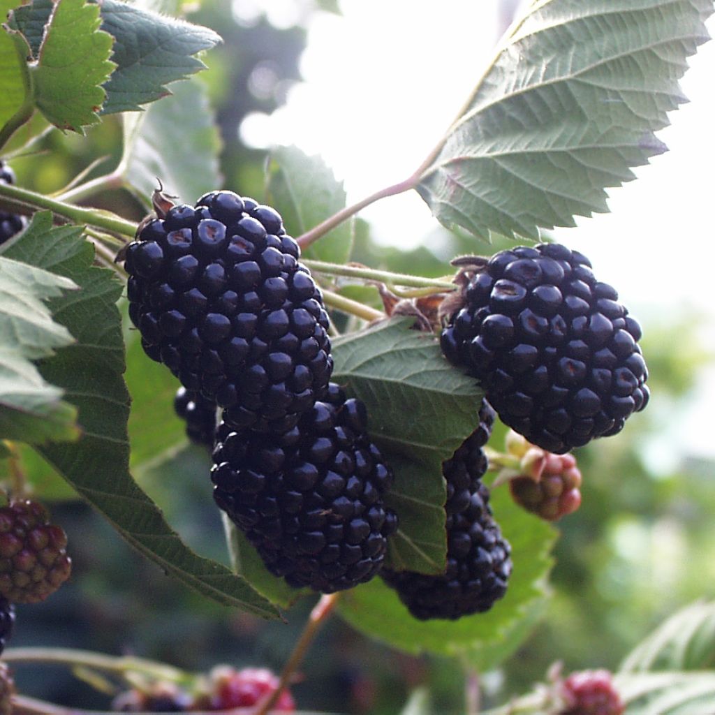 Thornless Blackberry Triple Crown - Rubus fruticosus