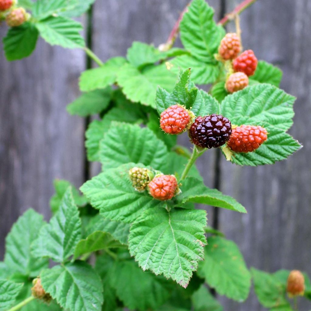Raspberry-Blackberry Boysenberry