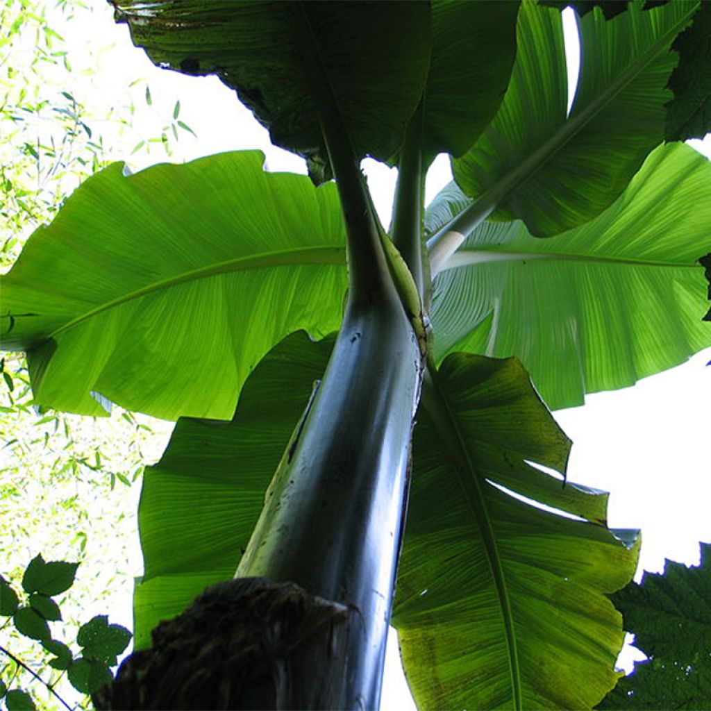 Musa basjoo Sakhalin - Hardy Banana