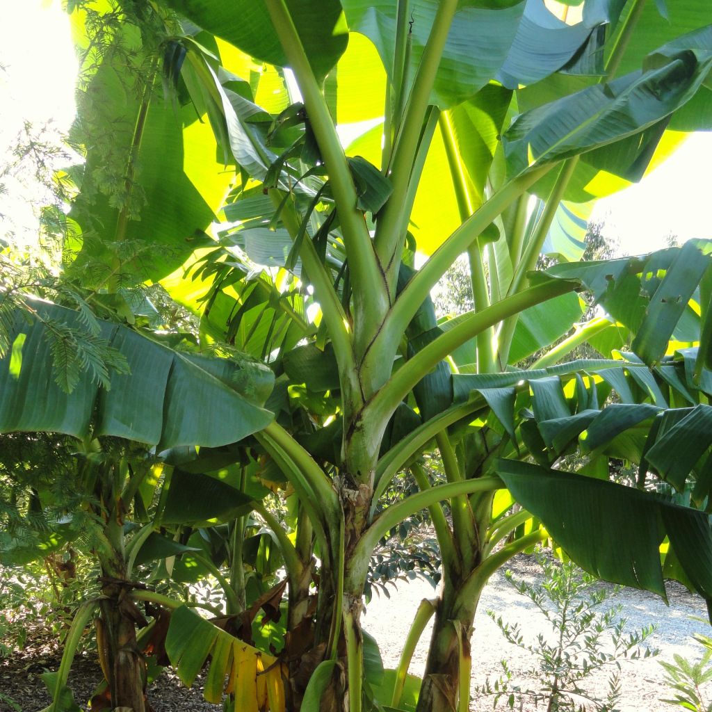 Musa sikkimensis Red Tiger - Hardy Banana