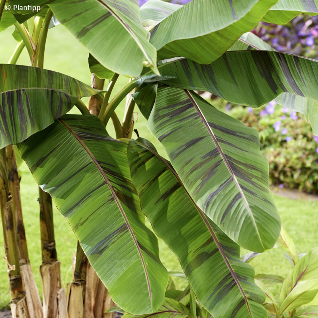 Musa sikkimensis  Ever Red - Hardy Banana
