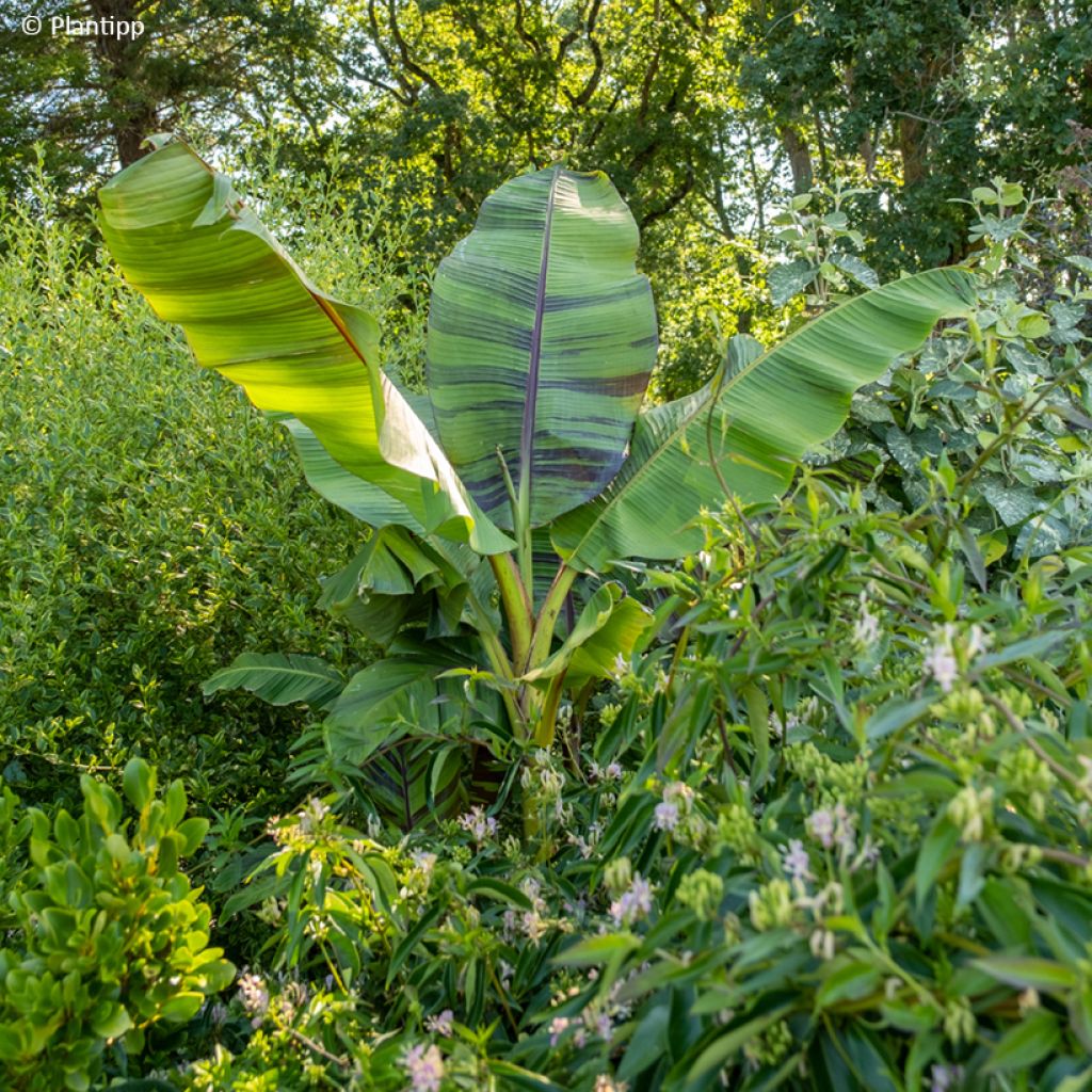 Musa sikkimensis  Ever Red - Hardy Banana