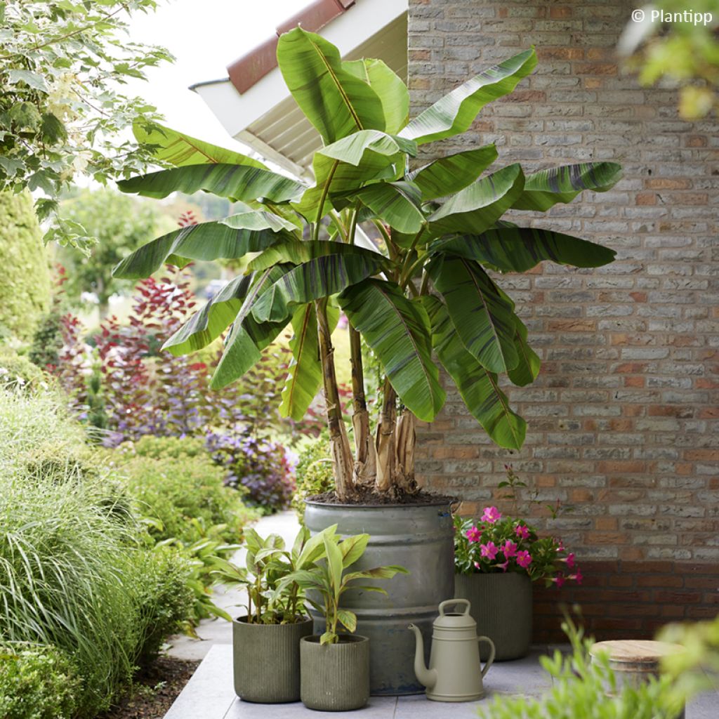 Musa sikkimensis  Ever Red - Hardy Banana