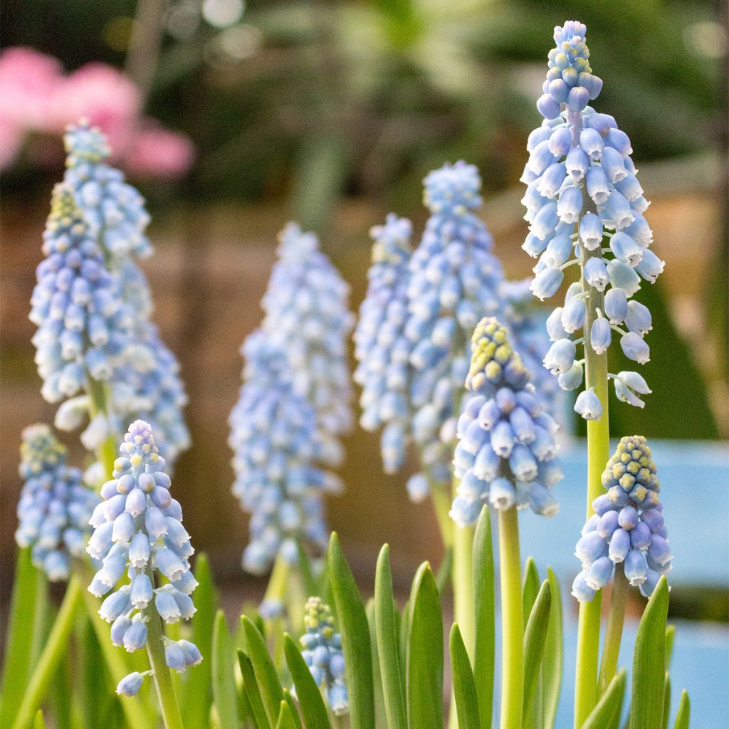 Muscari armeniacum Manon - Grape hyacinth