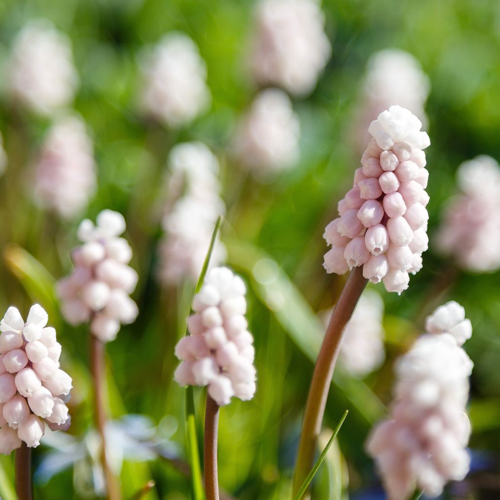Muscari Pink Sunrise - Grape Hyacinth