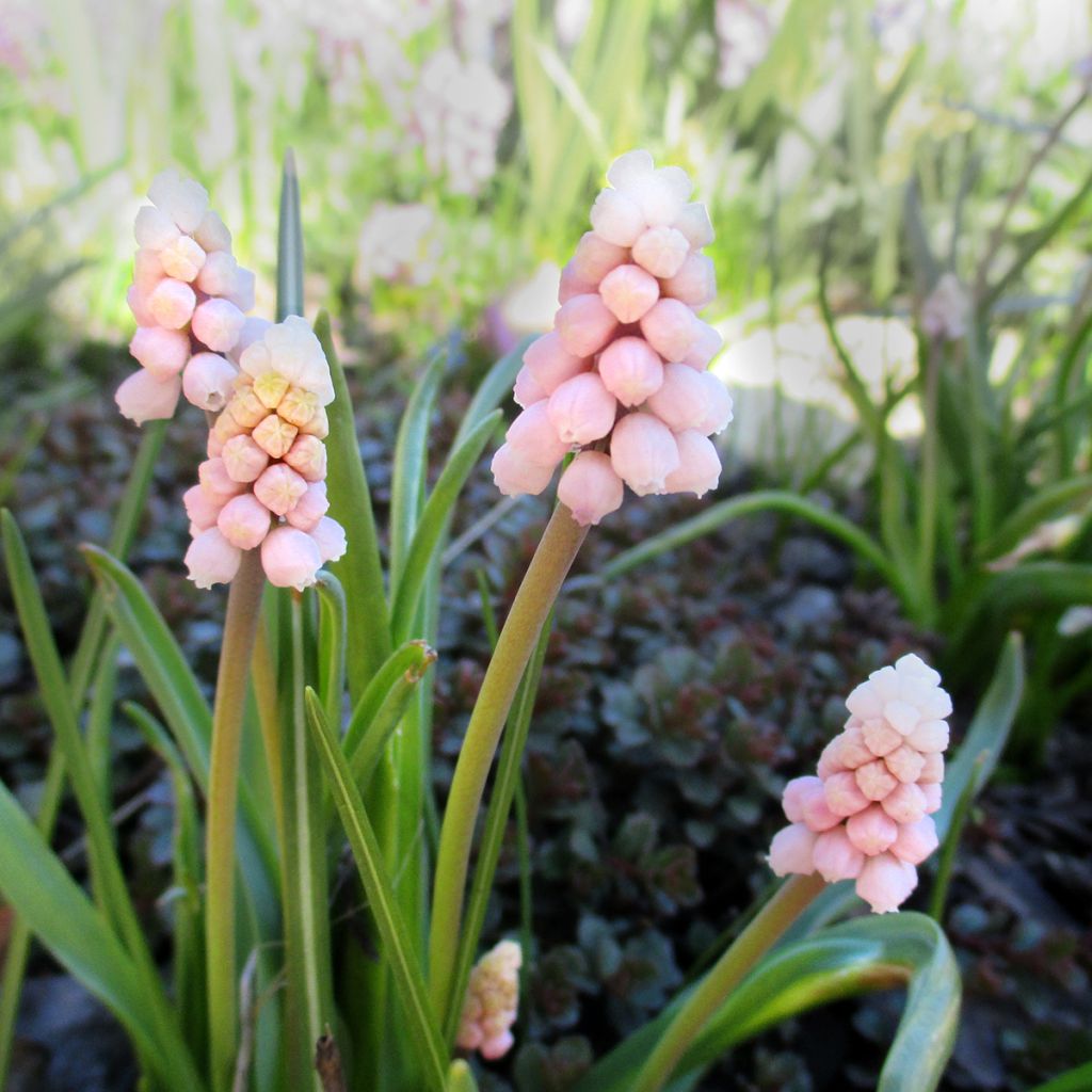 Muscari Pink Sunrise - Grape Hyacinth