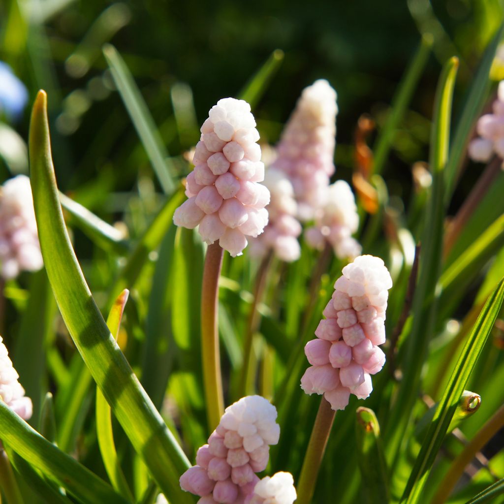Muscari Pink Sunrise - Grape Hyacinth
