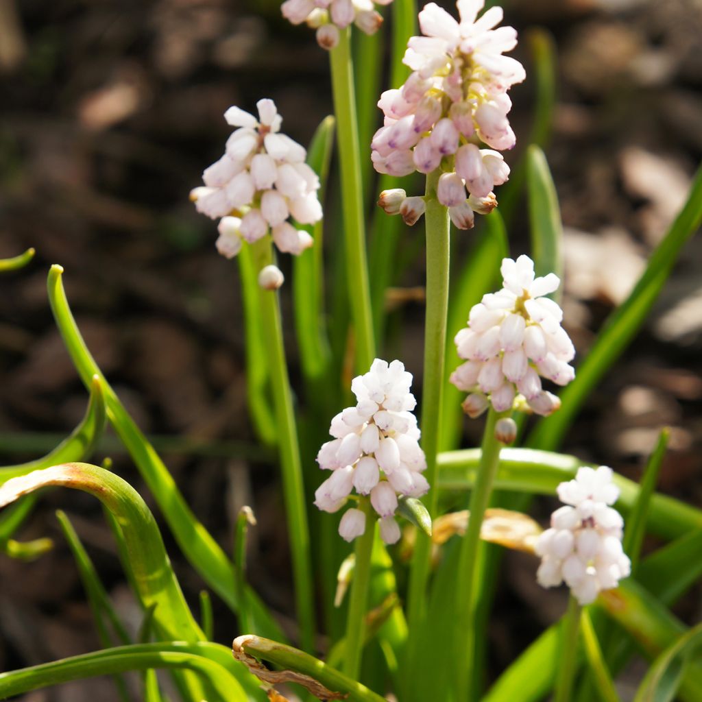 Muscari Pink Sunrise - Grape Hyacinth