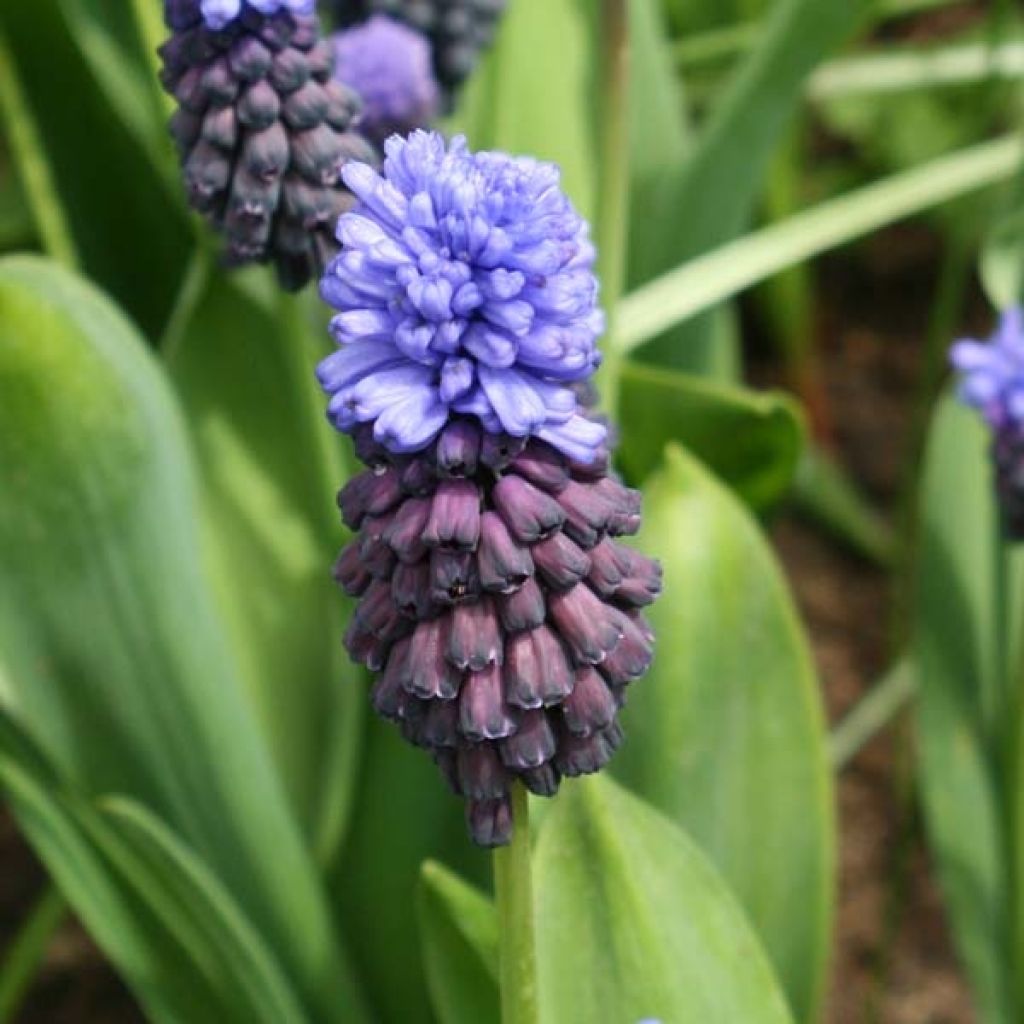 Muscari latifolium - Grape Hyacinth