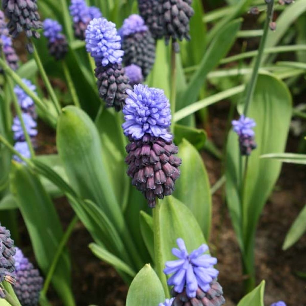 Muscari latifolium - Grape Hyacinth
