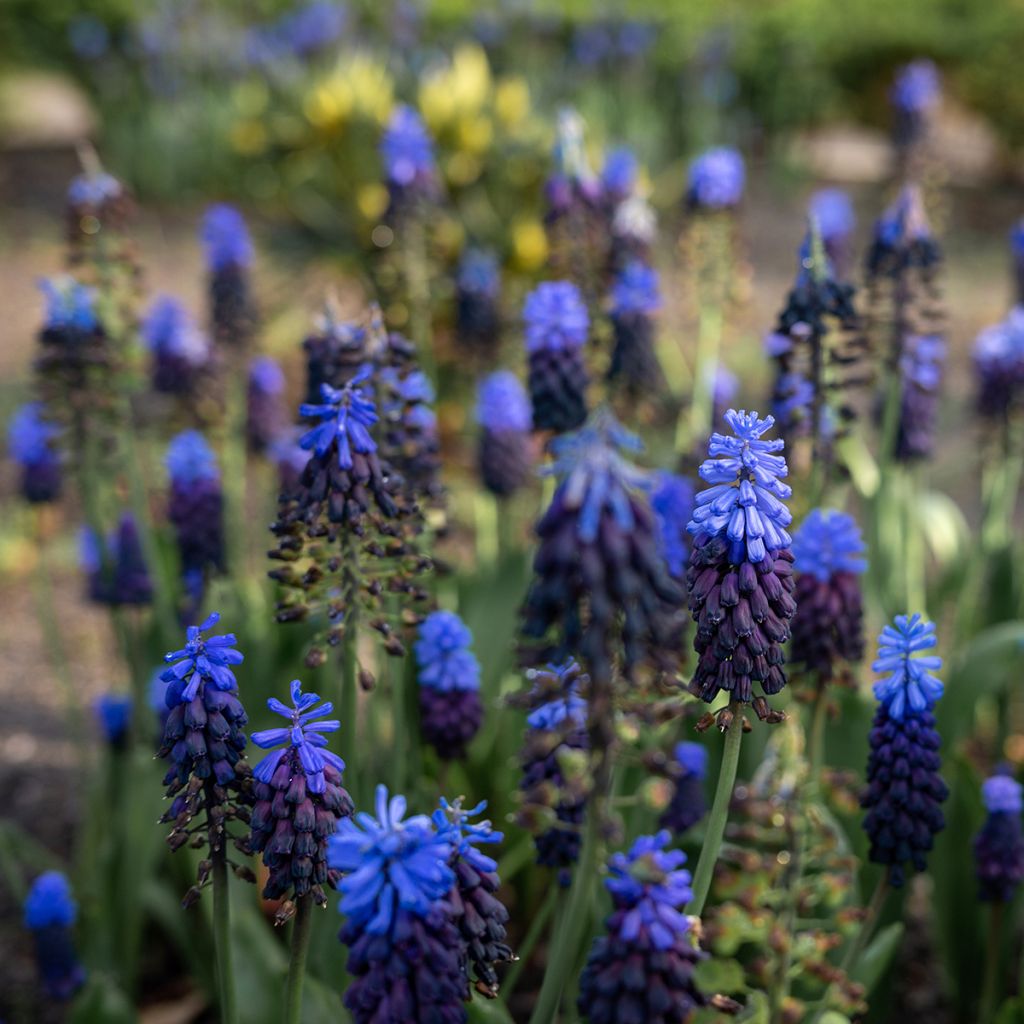 Muscari latifolium - Grape Hyacinth