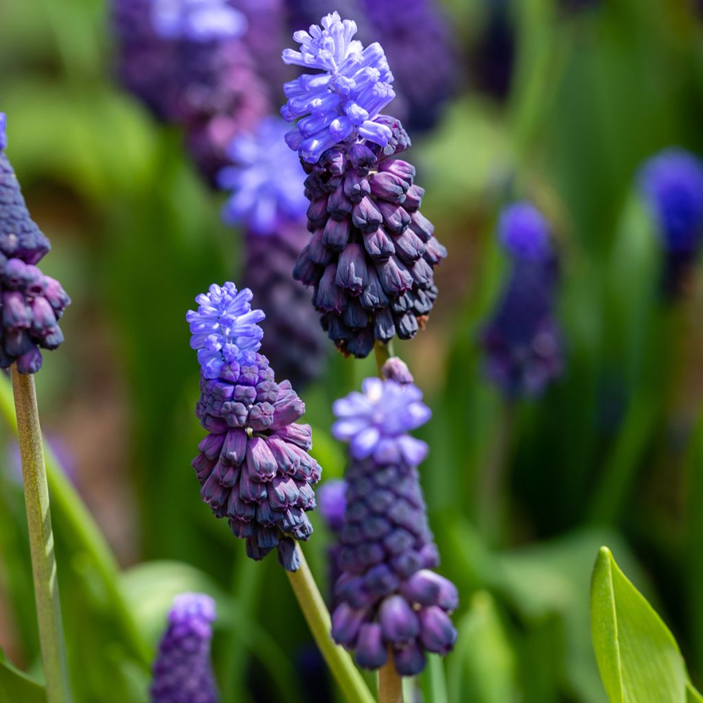 Muscari latifolium - Grape Hyacinth