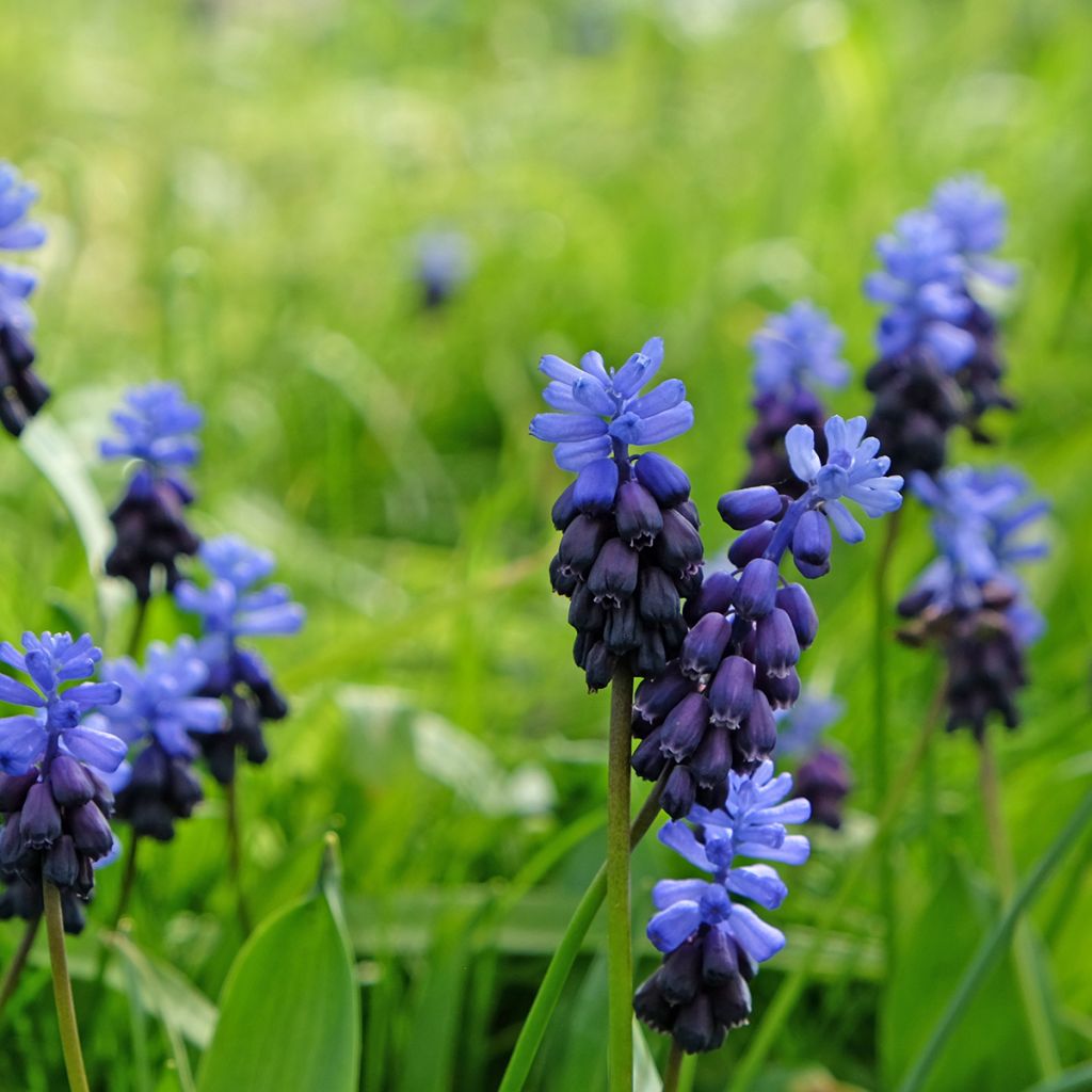 Muscari latifolium - Grape Hyacinth