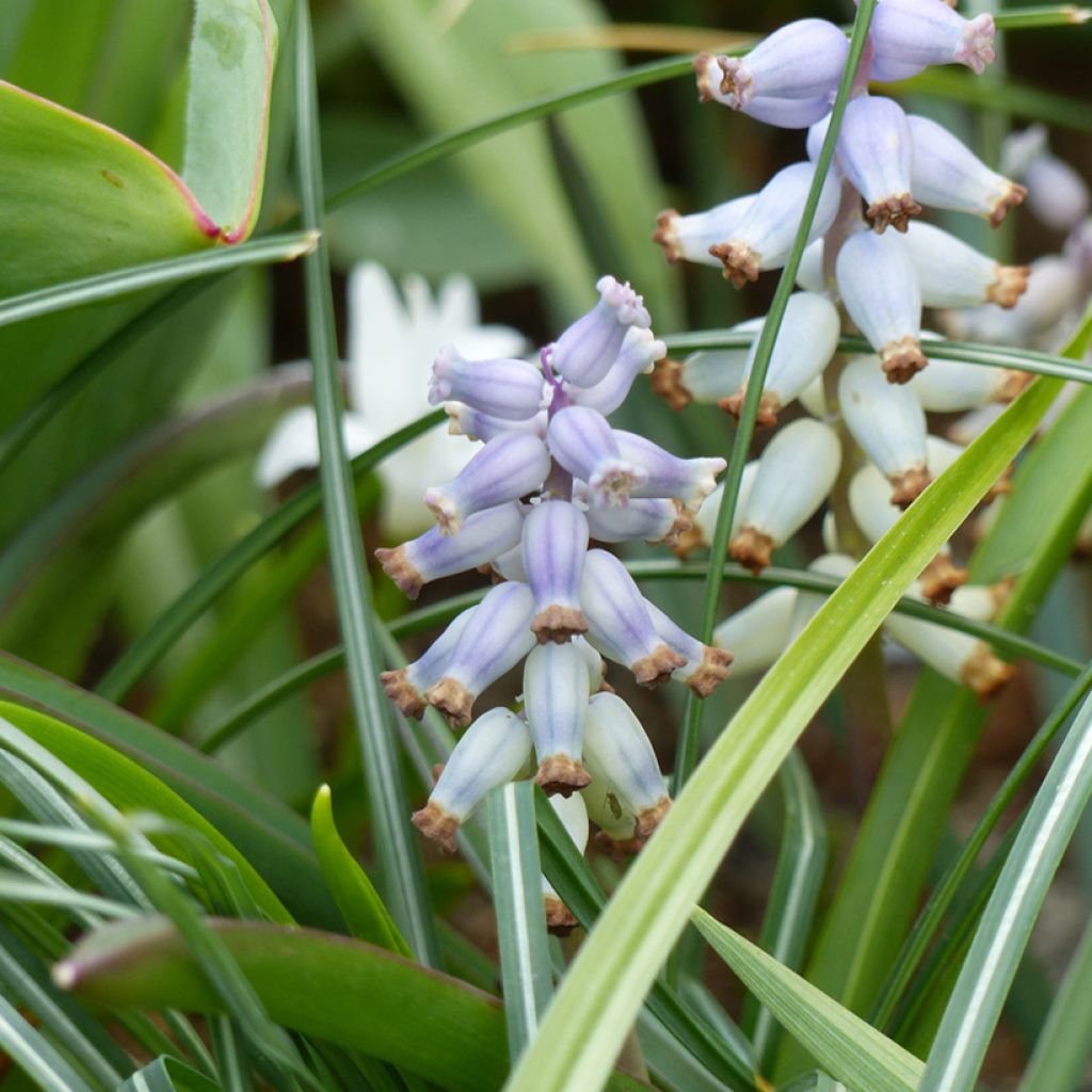 Muscari muscarimi
