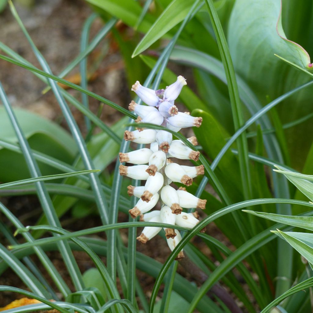Muscari muscarimi