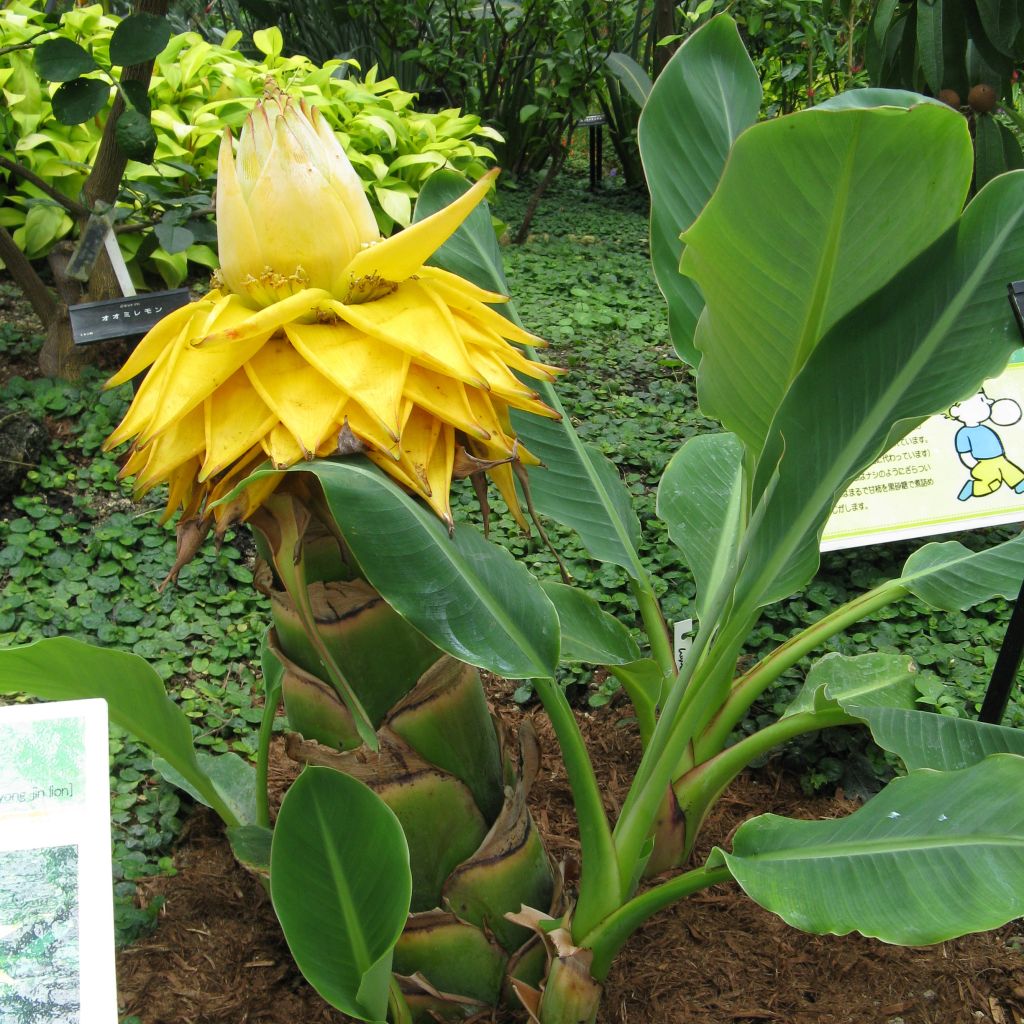 Musella lasiocarpa - Golden Lotus Banana