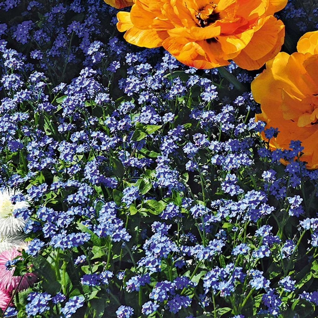 Myosotis sylvatica Bluesylva - Forget-me-not