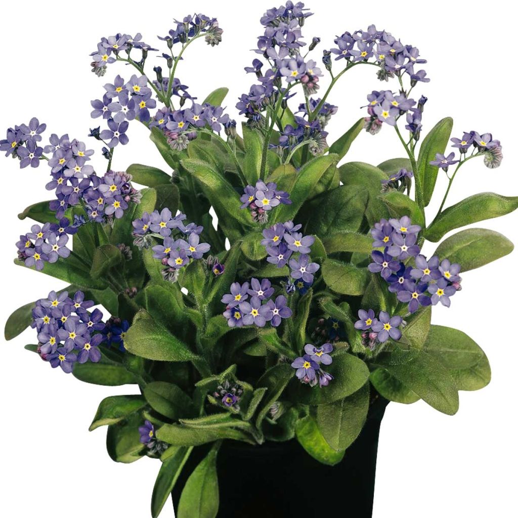 Myosotis sylvatica Bluesylva - Forget-me-not